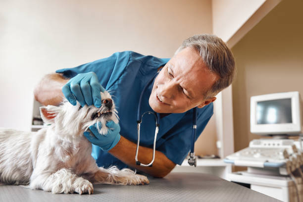 Best Same-Day Emergency Dentist in Kimball, TN